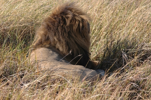 A bad hair day 